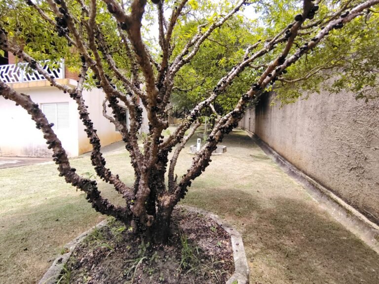 Imagem do WhatsApp de 2025-08-06 à(s) 14.44.57_113b3d40