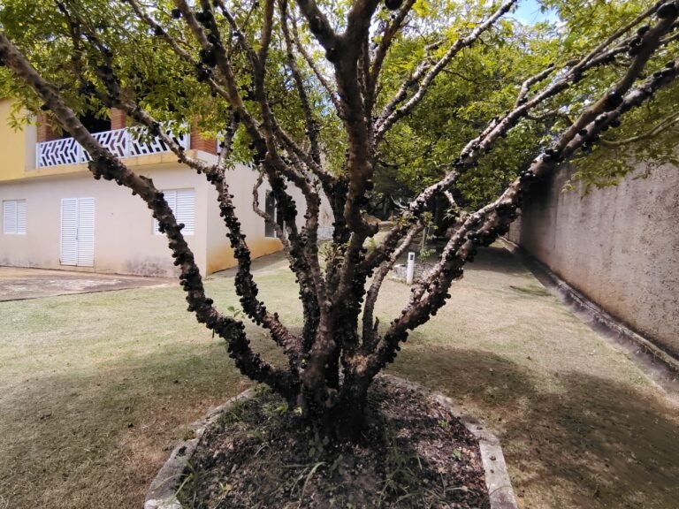 Imagem do WhatsApp de 2025-08-06 à(s) 14.44.57_a3925d10